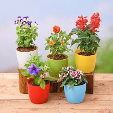 Flowers Plant